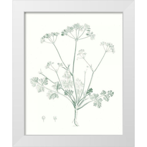 Botanical Study in Sage IV White Modern Wood Framed Art Print by Vision Studio