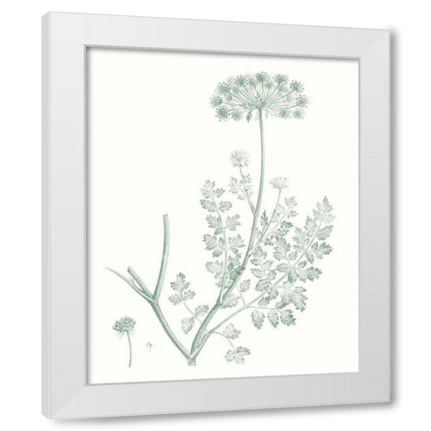 Botanical Study in Sage V White Modern Wood Framed Art Print by Vision Studio