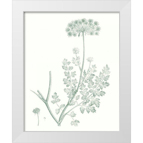 Botanical Study in Sage V White Modern Wood Framed Art Print by Vision Studio