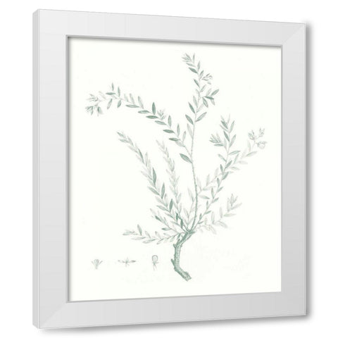Botanical Study in Sage VII White Modern Wood Framed Art Print by Vision Studio