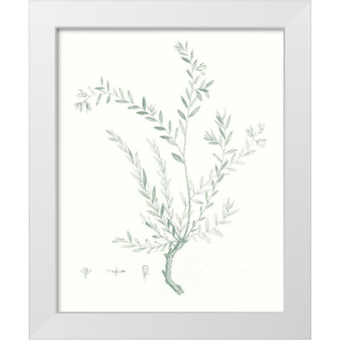 Botanical Study in Sage VII White Modern Wood Framed Art Print by Vision Studio