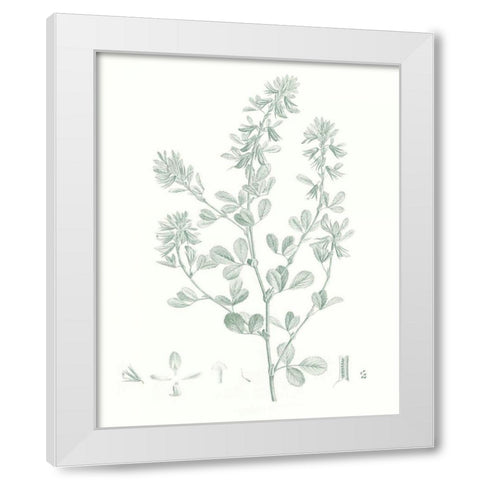 Botanical Study in Sage VIII White Modern Wood Framed Art Print by Vision Studio