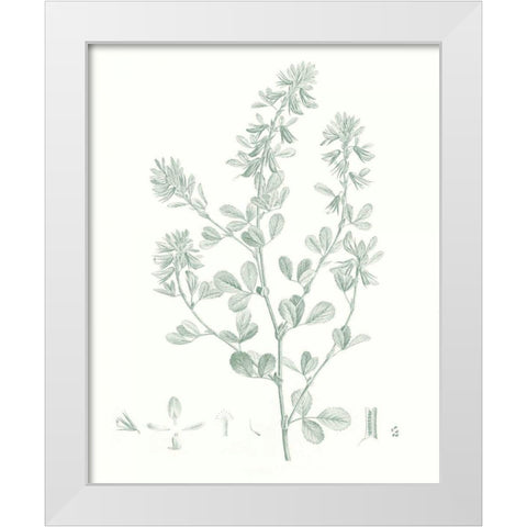 Botanical Study in Sage VIII White Modern Wood Framed Art Print by Vision Studio