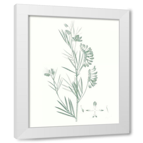 Botanical Study in Sage IX White Modern Wood Framed Art Print by Vision Studio