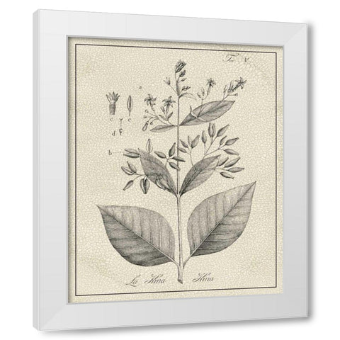 Antique Black and White Botanical II White Modern Wood Framed Art Print by Vision Studio