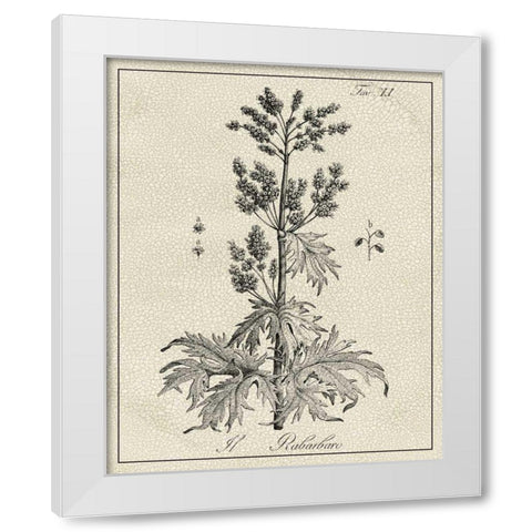 Antique Black and White Botanical III White Modern Wood Framed Art Print by Vision Studio