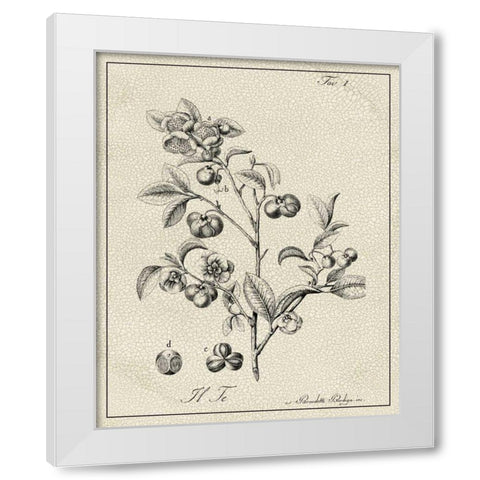 Antique Black and White Botanical IV White Modern Wood Framed Art Print by Vision Studio