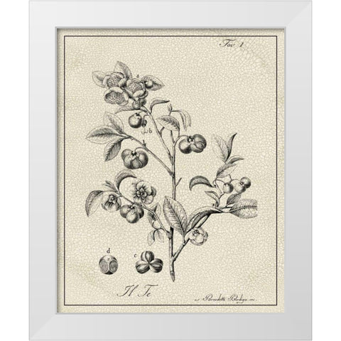 Antique Black and White Botanical IV White Modern Wood Framed Art Print by Vision Studio