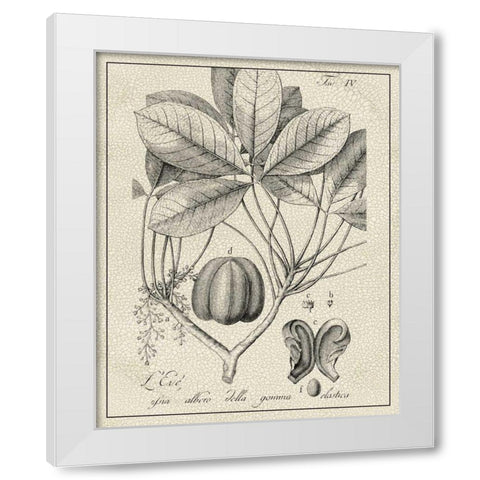Antique Black and White Botanical VI White Modern Wood Framed Art Print by Vision Studio