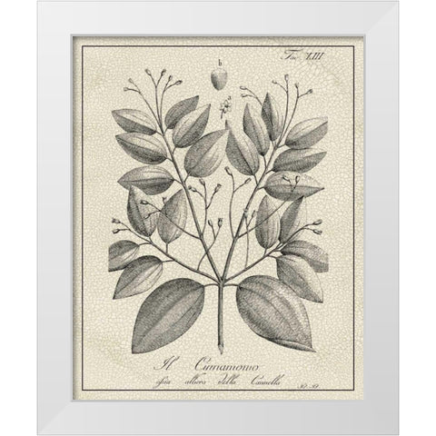 Antique Black and White Botanical VII White Modern Wood Framed Art Print by Vision Studio