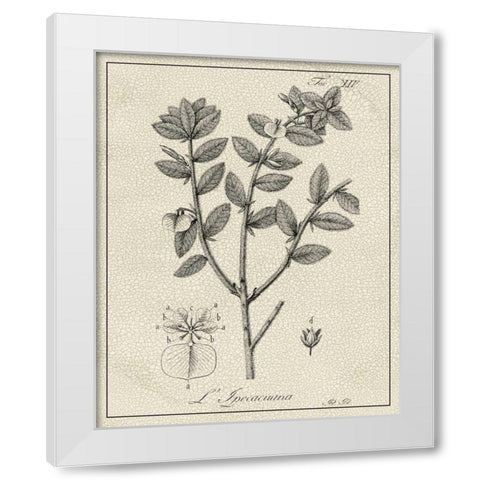 Antique Black and White Botanical VIII White Modern Wood Framed Art Print by Vision Studio