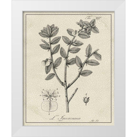 Antique Black and White Botanical VIII White Modern Wood Framed Art Print by Vision Studio