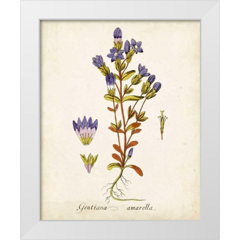 Antique Herb Botanical II White Modern Wood Framed Art Print by Unknown