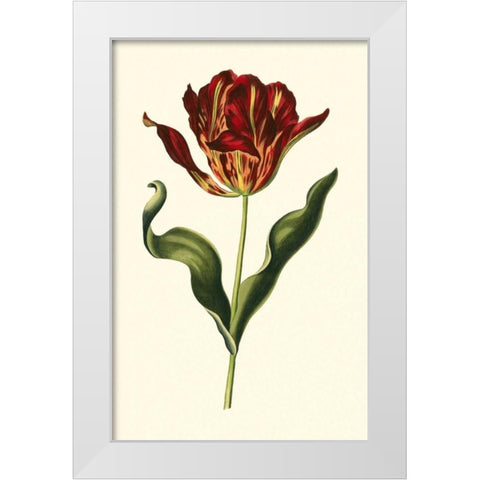 Vintage Tulips II White Modern Wood Framed Art Print by Vision Studio