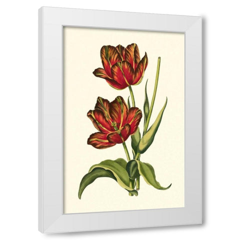 Vintage Tulips V White Modern Wood Framed Art Print by Vision Studio