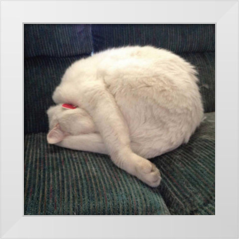 Cat Yoga I White Modern Wood Framed Art Print by Nob, R.