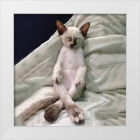 Cat Yoga II White Modern Wood Framed Art Print by Nob, R.