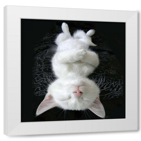 Cat Yoga III White Modern Wood Framed Art Print by Nob, R.