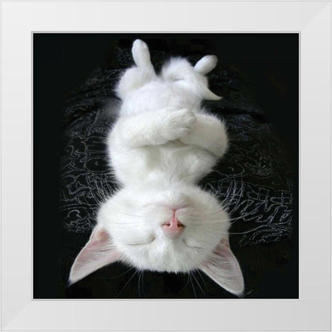 Cat Yoga III White Modern Wood Framed Art Print by Nob, R.