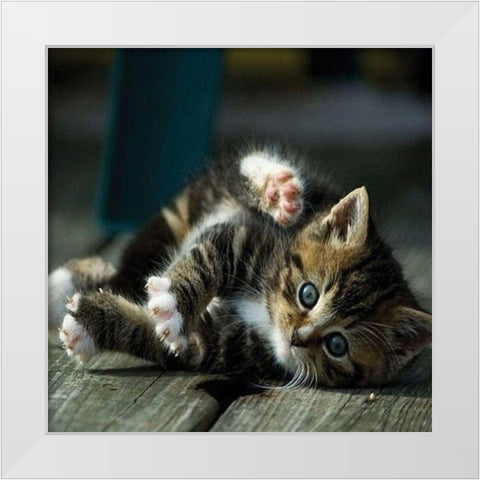 Cat Yoga V White Modern Wood Framed Art Print by Nob, R.