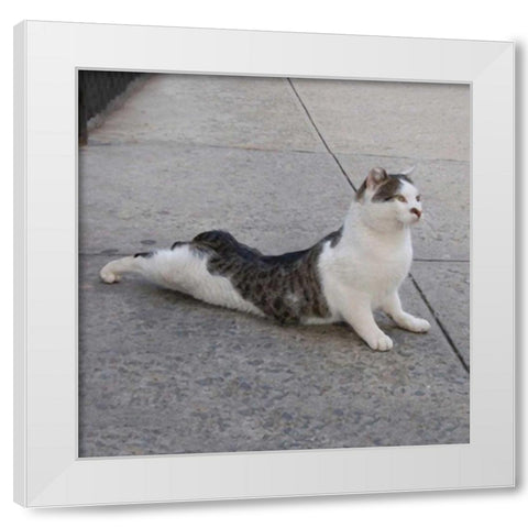 Cat Yoga VI White Modern Wood Framed Art Print by Nob, R.