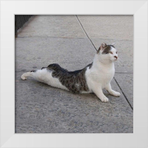 Cat Yoga VI White Modern Wood Framed Art Print by Nob, R.