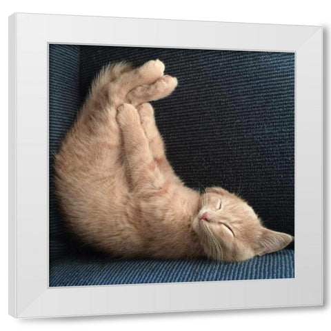 Cat Yoga VII White Modern Wood Framed Art Print by Nob, R.