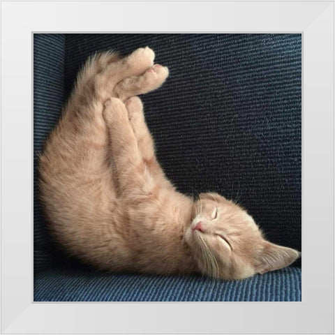 Cat Yoga VII White Modern Wood Framed Art Print by Nob, R.