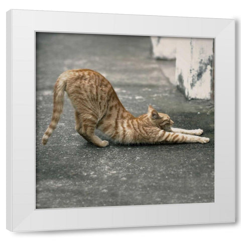 Cat Yoga VIII White Modern Wood Framed Art Print by Nob, R.