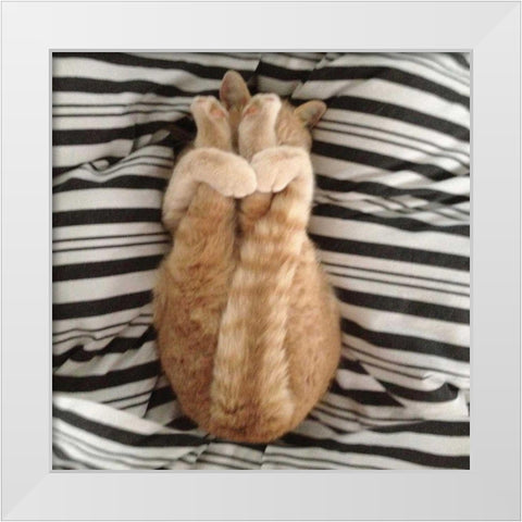 Cat Yoga IX White Modern Wood Framed Art Print by Nob, R.