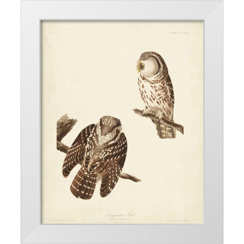 Pl 380 Tengmalms Owl White Modern Wood Framed Art Print by Audubon, John James