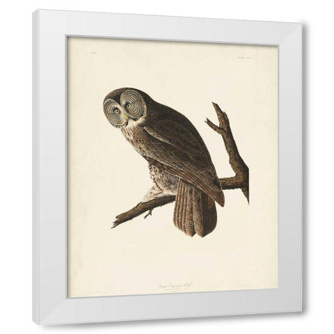 Pl 351 Great Cinereous Owl White Modern Wood Framed Art Print by Audubon, John James