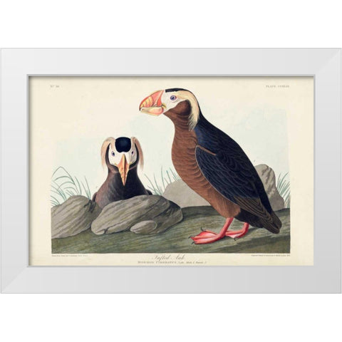 Pl 249 Tufted Auk White Modern Wood Framed Art Print by Audubon, John James