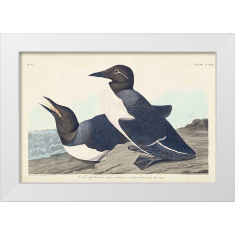Pl 218 Foolish Guillemot White Modern Wood Framed Art Print by Audubon, John James