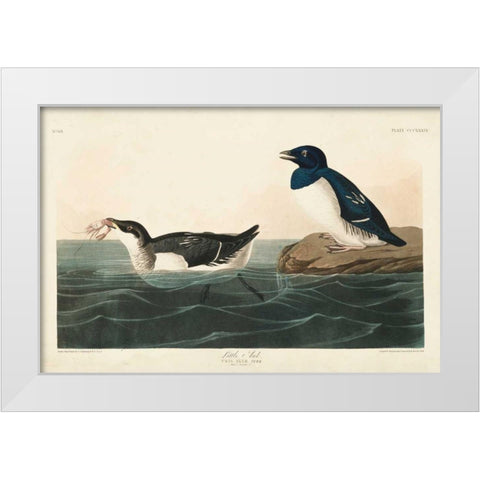 Pl 339 Little Auk White Modern Wood Framed Art Print by Audubon, John James