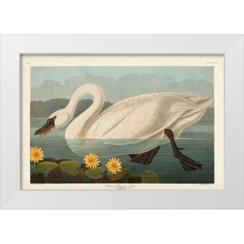 Pl 411 Common American Swan White Modern Wood Framed Art Print by Audubon, John James