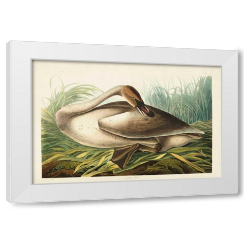 Pl 376 Trumpeter Swan White Modern Wood Framed Art Print by Audubon, John James