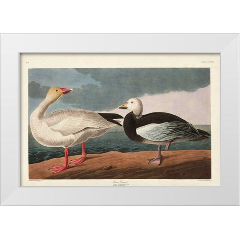 Pl 381 Snow Goose White Modern Wood Framed Art Print by Audubon, John James