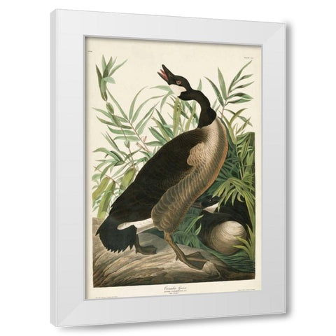Pl 201 Canada Goose White Modern Wood Framed Art Print by Audubon, John James