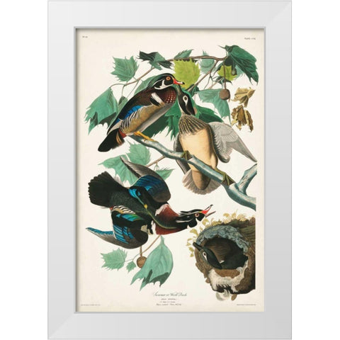 Pl 206 Wood Duck White Modern Wood Framed Art Print by Audubon, John James