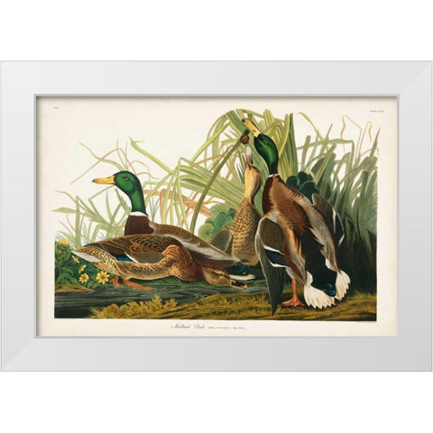 Pl 221 Mallard Duck White Modern Wood Framed Art Print by Audubon, John James