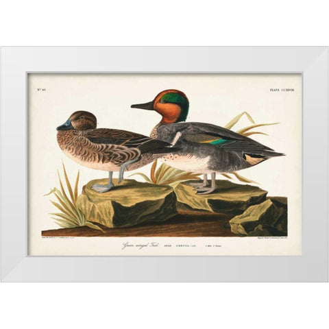 Pl 228 Green-winged Teal White Modern Wood Framed Art Print by Audubon, John James