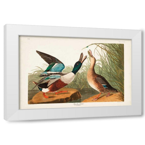 Pl 327 Shoveller Duck White Modern Wood Framed Art Print by Audubon, John James