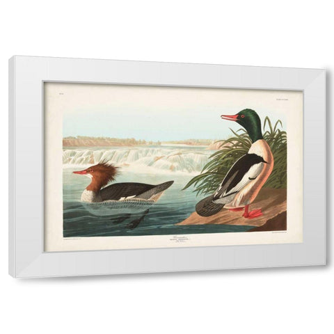 Pl 331 Goosander Duck White Modern Wood Framed Art Print by Audubon, John James