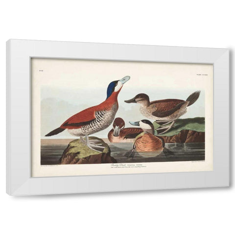 Pl 343 Ruddy Duck White Modern Wood Framed Art Print by Audubon, John James