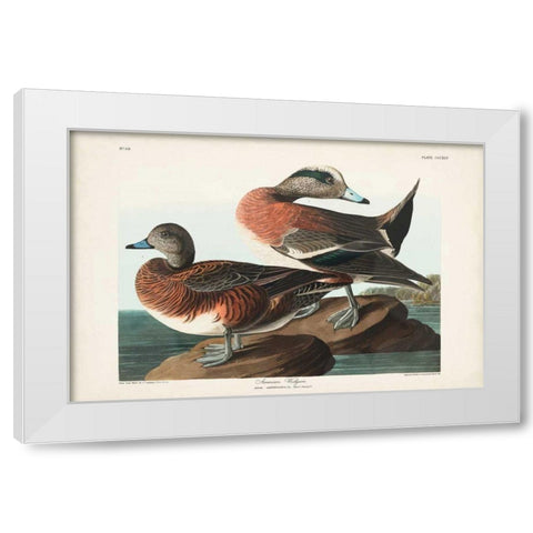 Pl 345 American Widgeon White Modern Wood Framed Art Print by Audubon, John James