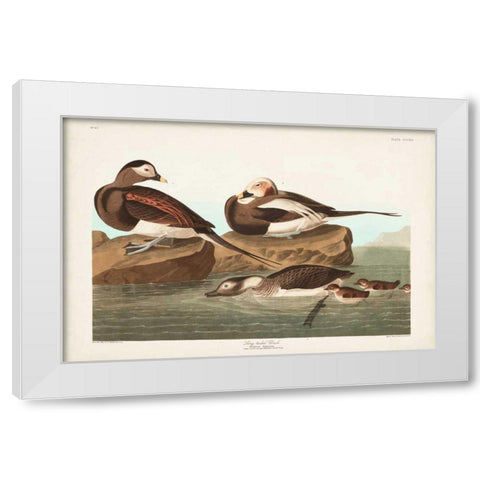 Pl 312 Long-tailed Duck White Modern Wood Framed Art Print by Audubon, John James