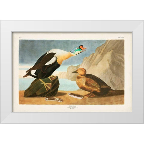 Pl 276 King Duck White Modern Wood Framed Art Print by Audubon, John James