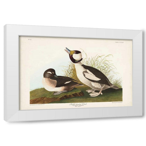 Pl 325 Buffel-headed Duck White Modern Wood Framed Art Print by Audubon, John James
