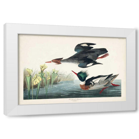 Pl 401 Red-breasted Merganser Duck White Modern Wood Framed Art Print by Audubon, John James
